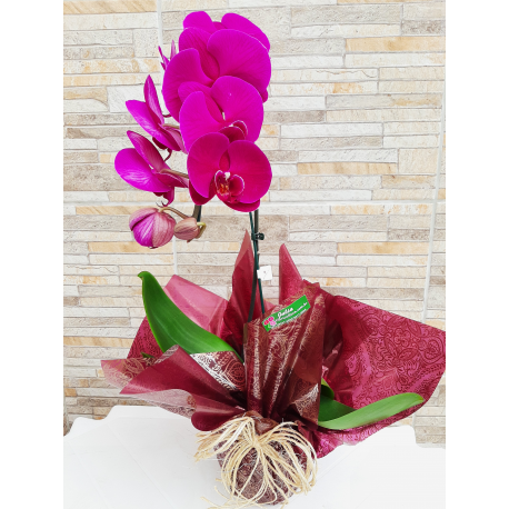 Orquídea Phalaenopsis Roxa